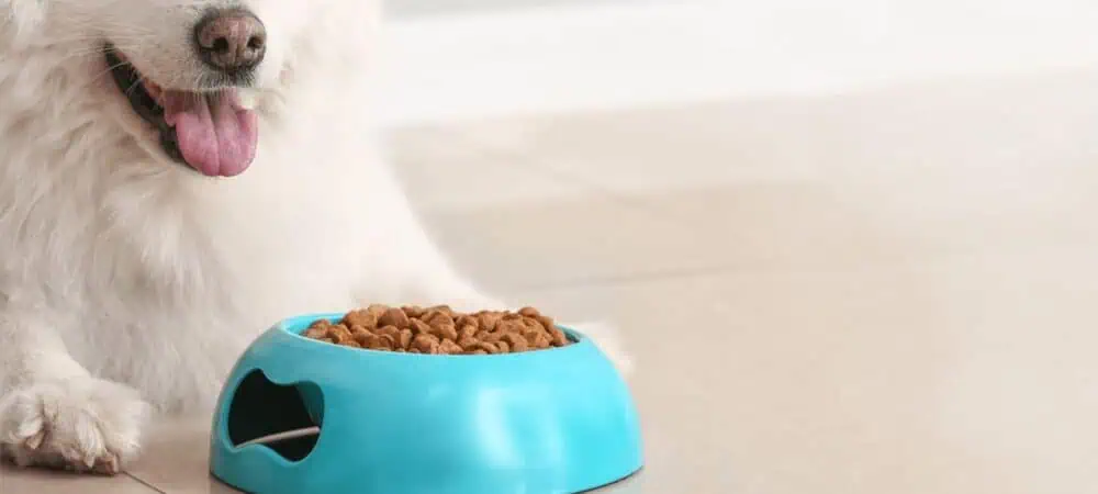 SpokojenyPes fa registrare una crescita del 96% nel tasso di conversione della ricercain Search Conversion Rate